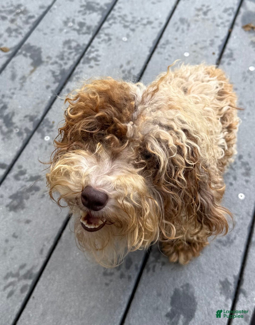 Maltipoo dogs for sale: Jasper - Image 4