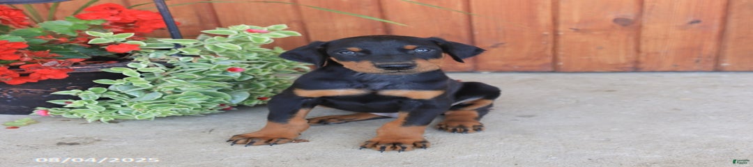 Dexter
