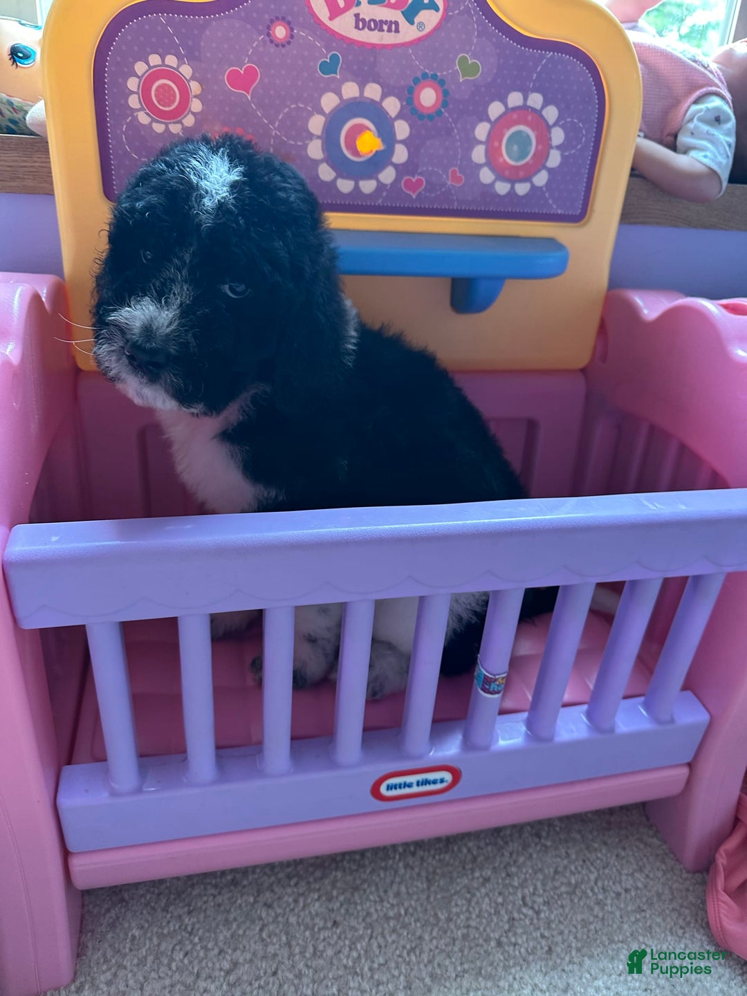 Aussiedoodle dogs for sale: Aussiedoodle 7 puppies - Image 14
