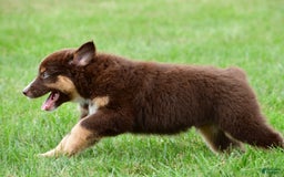 Australian Shepherd dogs for sale: Henry - Image 7