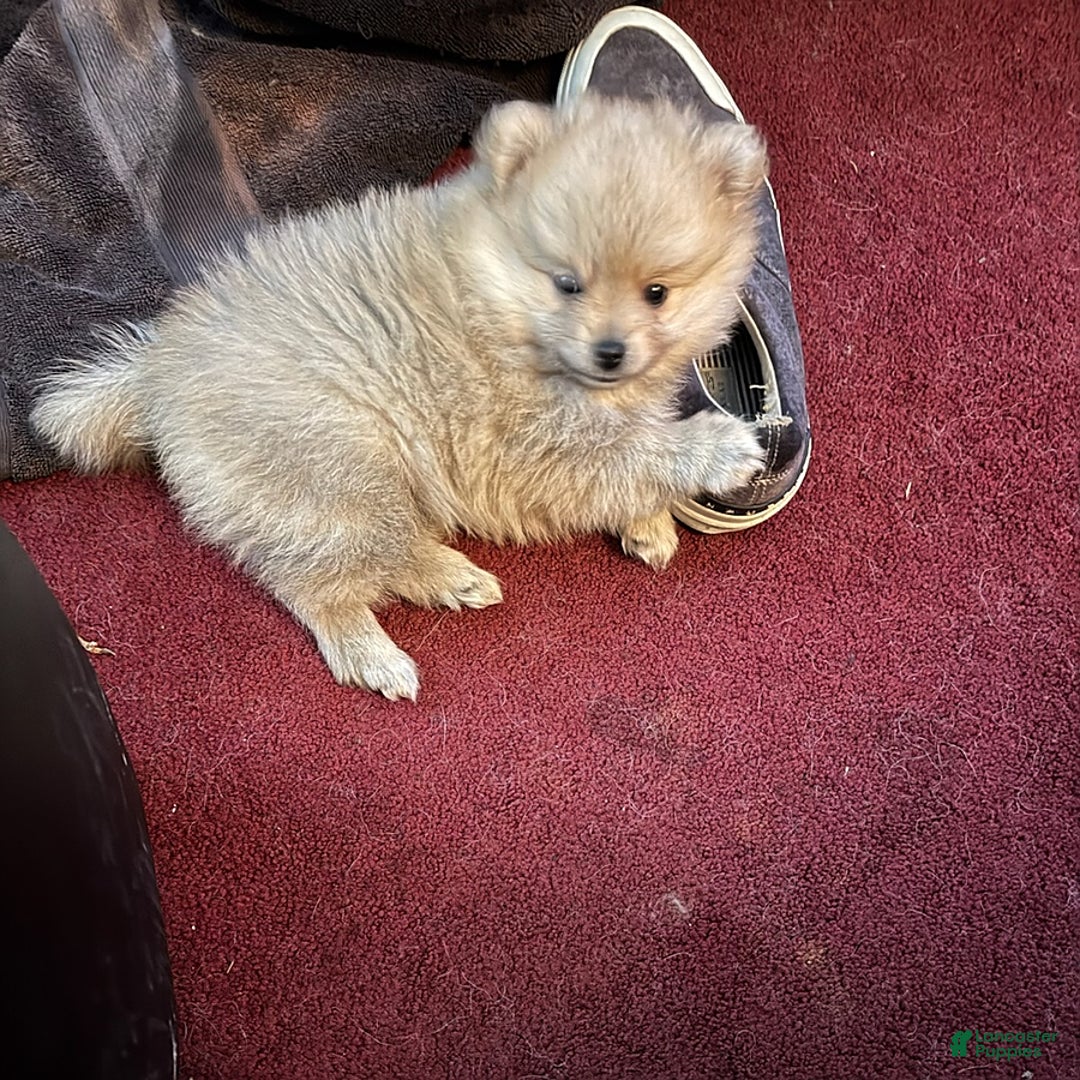Pomeranian dogs for sale: Black Beard the Pirate - Image 1