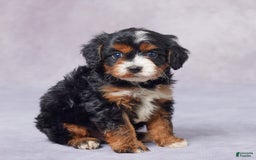 Cavapoo dogs for sale: Hank - Image 1