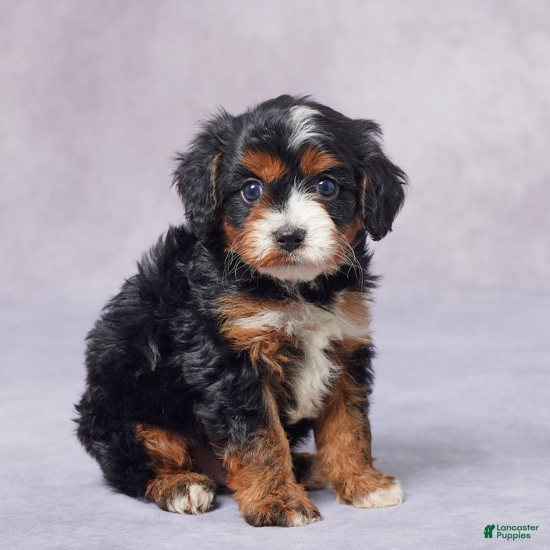 Cavapoo dogs for sale: Hank - Image 1