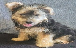 Yorkiepoo dogs for sale: Larry - Image 5