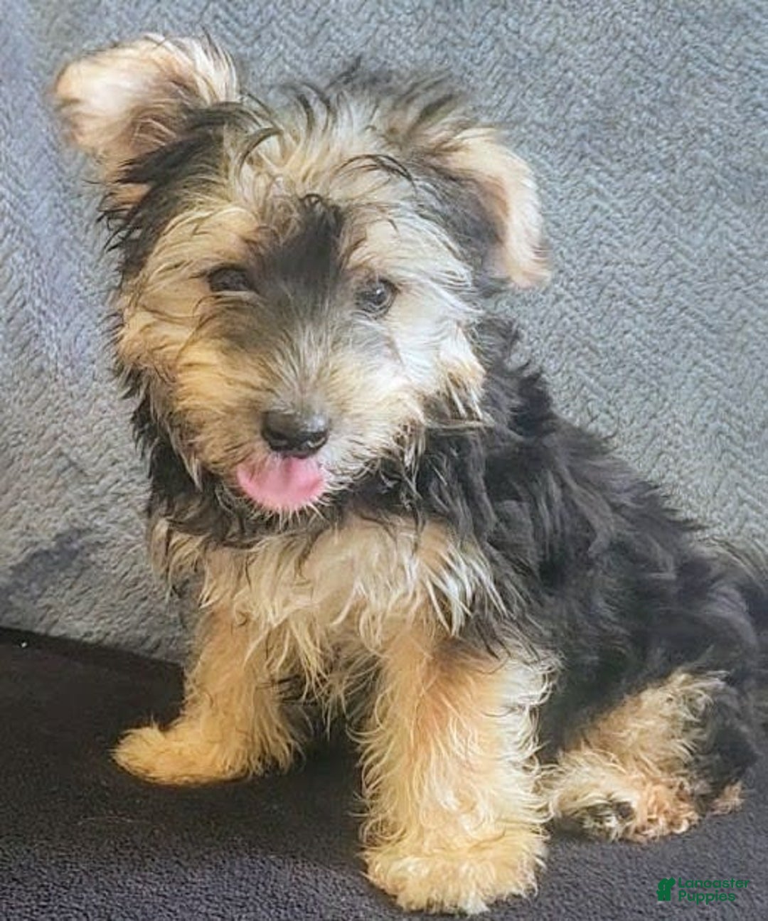 Yorkiepoo dogs for sale: Larry - Image 5
