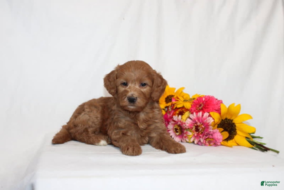 Mini Goldendoodle dogs for sale: Hema - Image 2