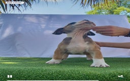 South African Boerboels dogs for sale: Bray - Image 1