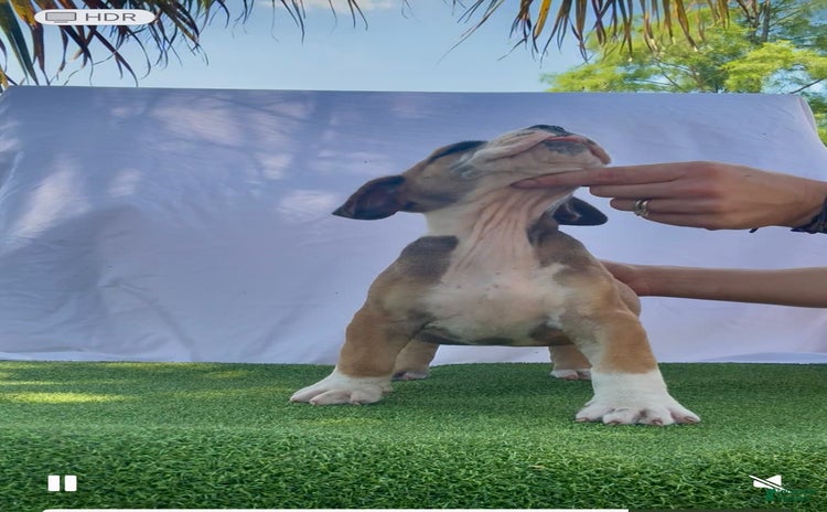 South African Boerboels dogs for sale - Ad 1