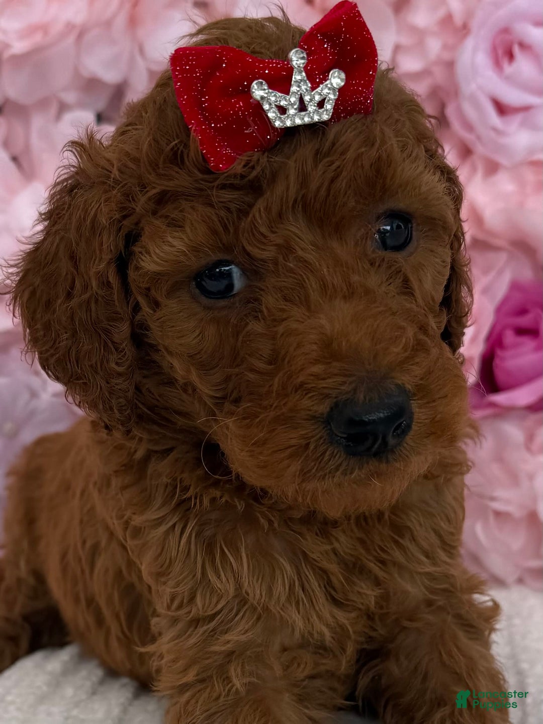 Standard Poodle dogs for sale: Ella AKC - Image 1