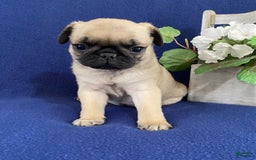 Pug dogs for sale: Elmer - Image 4