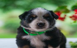 Miniature Australian Shepherd dogs for sale: Tyler - Image 3
