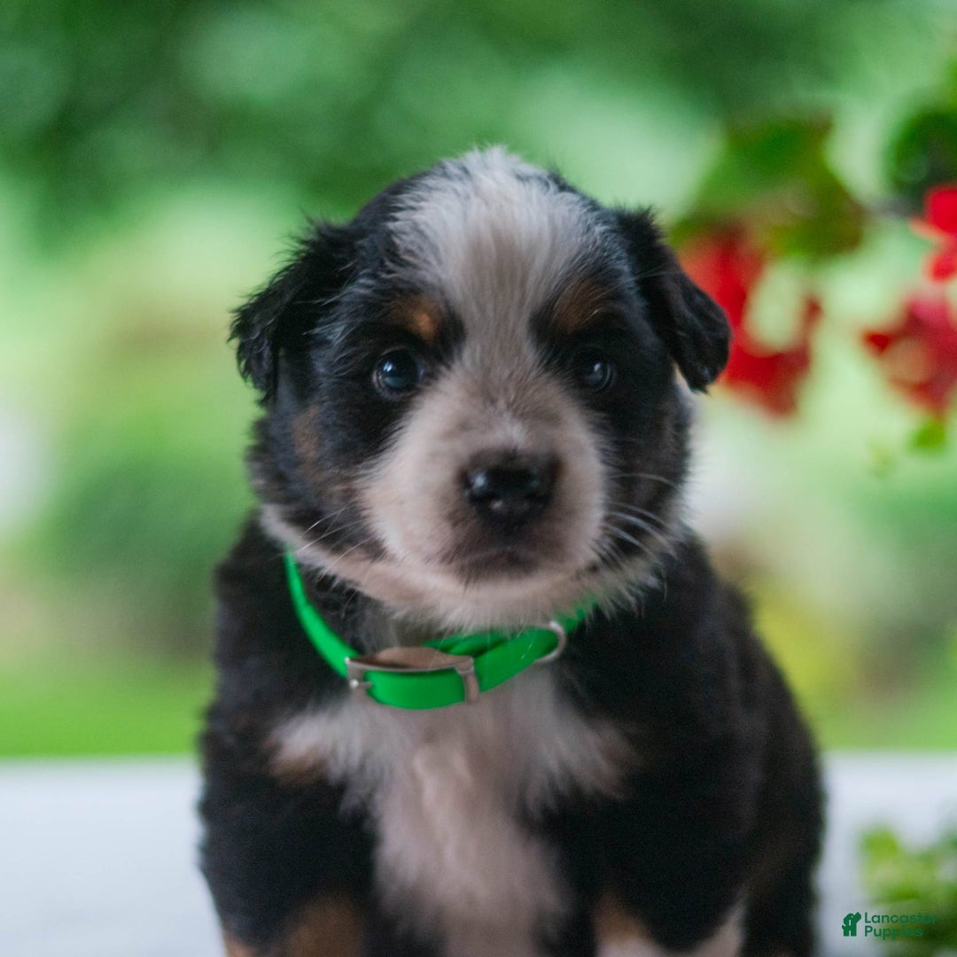 Miniature Australian Shepherd dogs for sale: Tyler - Image 3