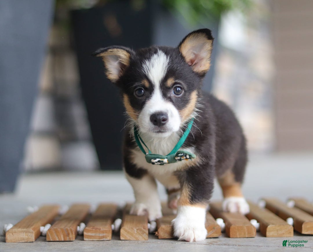 Welsh Corgi Pembroke dogs for sale: Archie - Image 2
