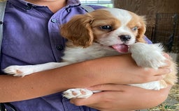 Cavalier King Charles Spaniel dogs for sale: Starlight - Image 2