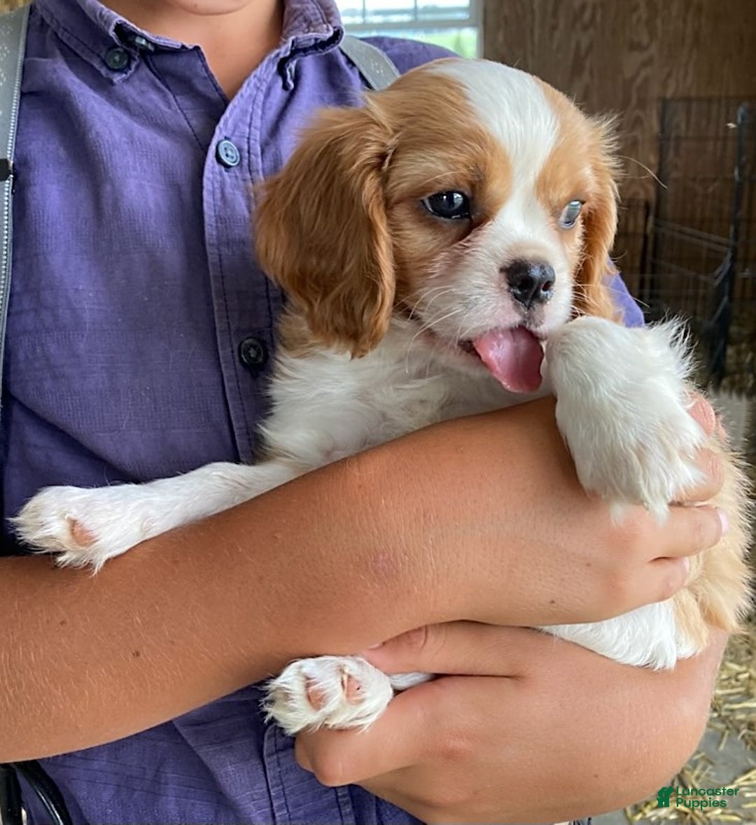 Cavalier King Charles Spaniel dogs for sale: Starlight - Image 2