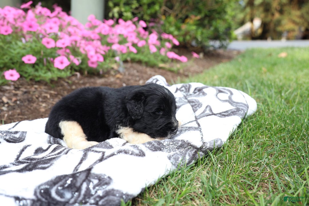 Newfoundland dogs for sale: Bizzard - Image 3