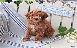 Miniature Poodle dogs for sale: Lacy - Image 2