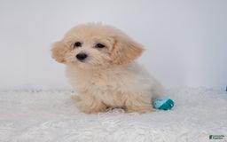 Maltipoo dogs for sale: Rebecca - Image 25