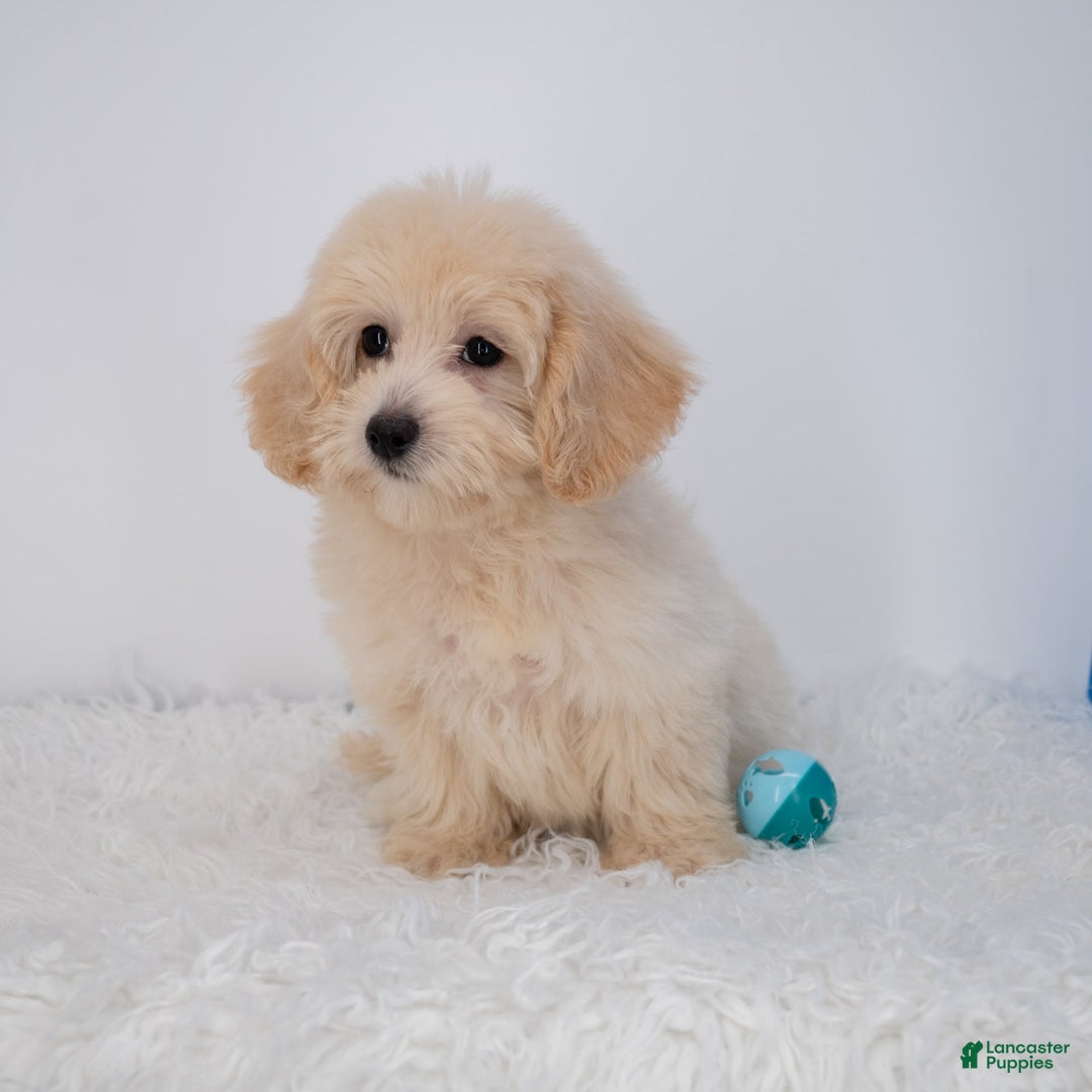 Maltipoo dogs for sale: Rebecca - Image 25