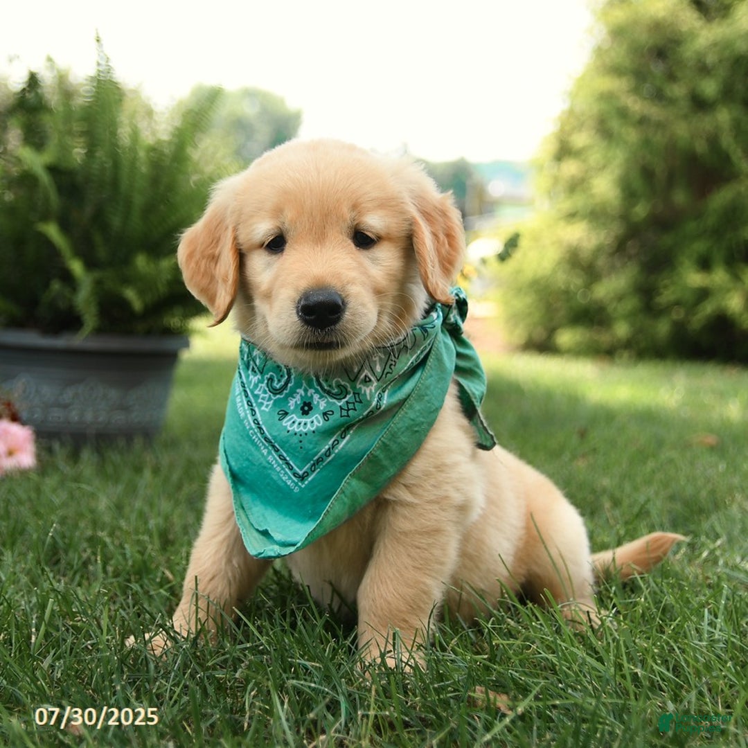 Golden Retriever dogs for sale: Maple - Image 3