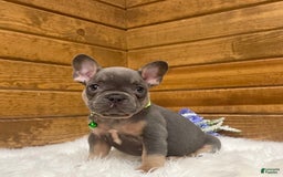 French Bulldog dogs for sale: Ryder - Image 4