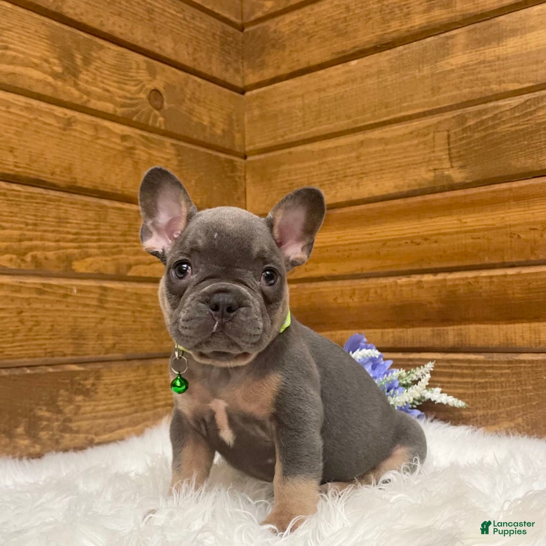 French Bulldog dogs for sale: Ryder - Image 4