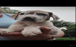 Great Dane dogs for sale: Ginger - Image 5
