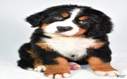 Bernese Mountain Dog dogs for sale: Bernese Mountain Dog 3 puppies - Image 8