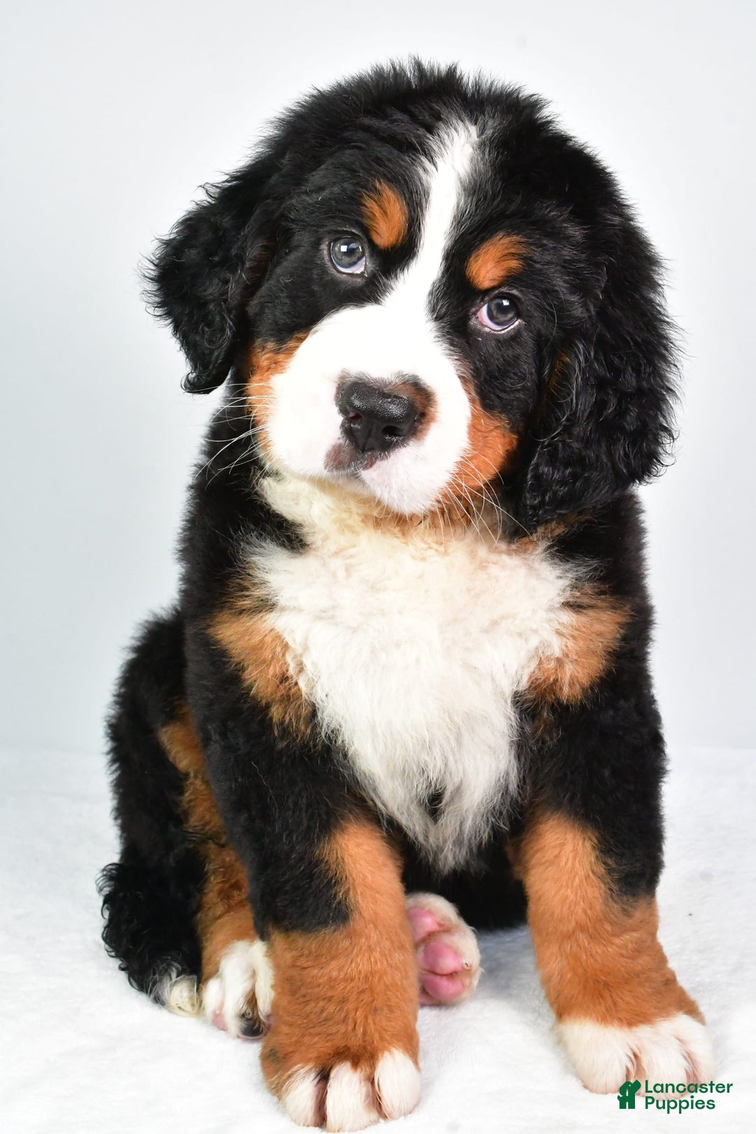 Bernese Mountain Dog dogs for sale: Bernese Mountain Dog 3 puppies - Image 8