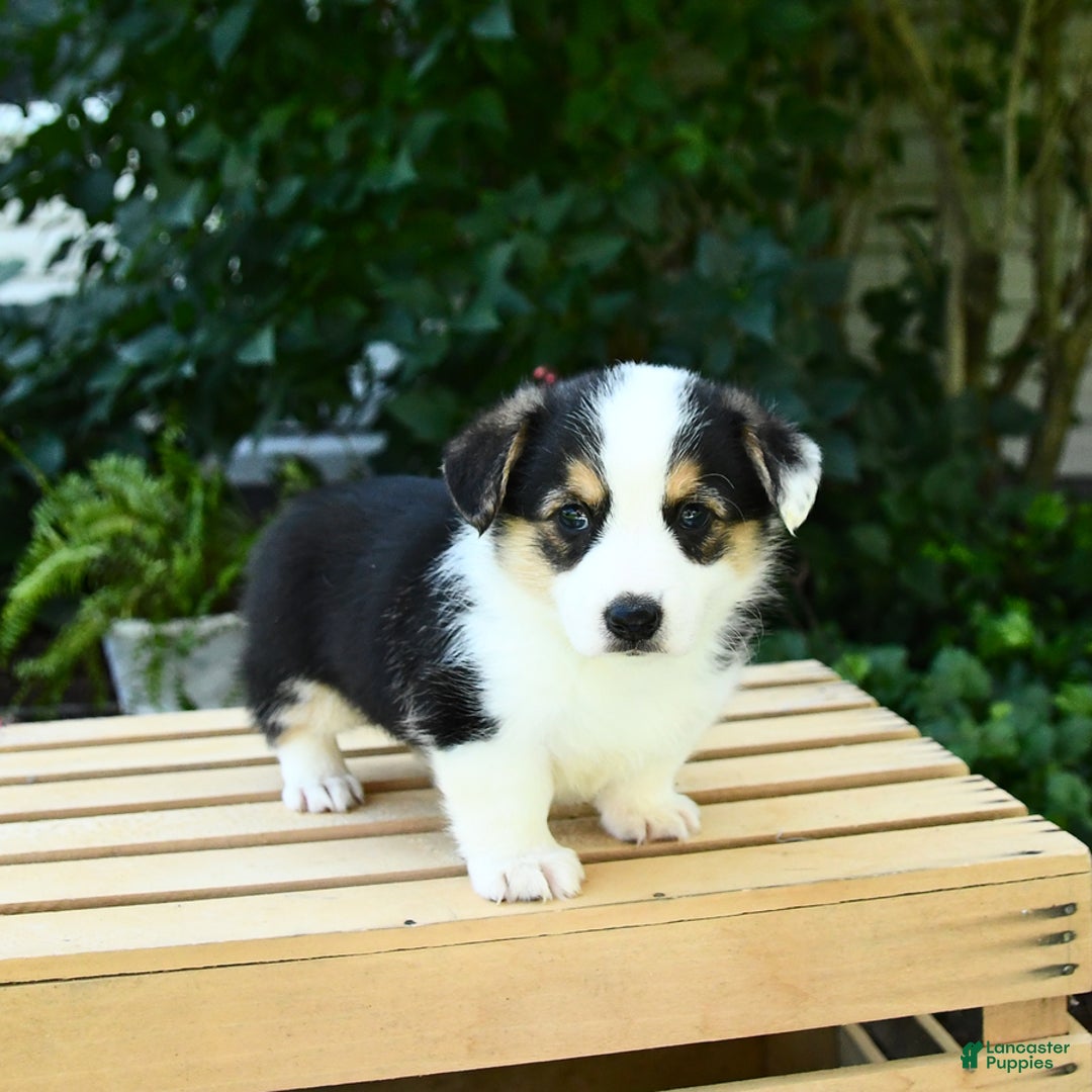 Welsh Corgi Pembroke dogs for sale: Casper - Image 4