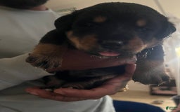 Bernese Mountain Dog dogs for sale: Champ - Image 4
