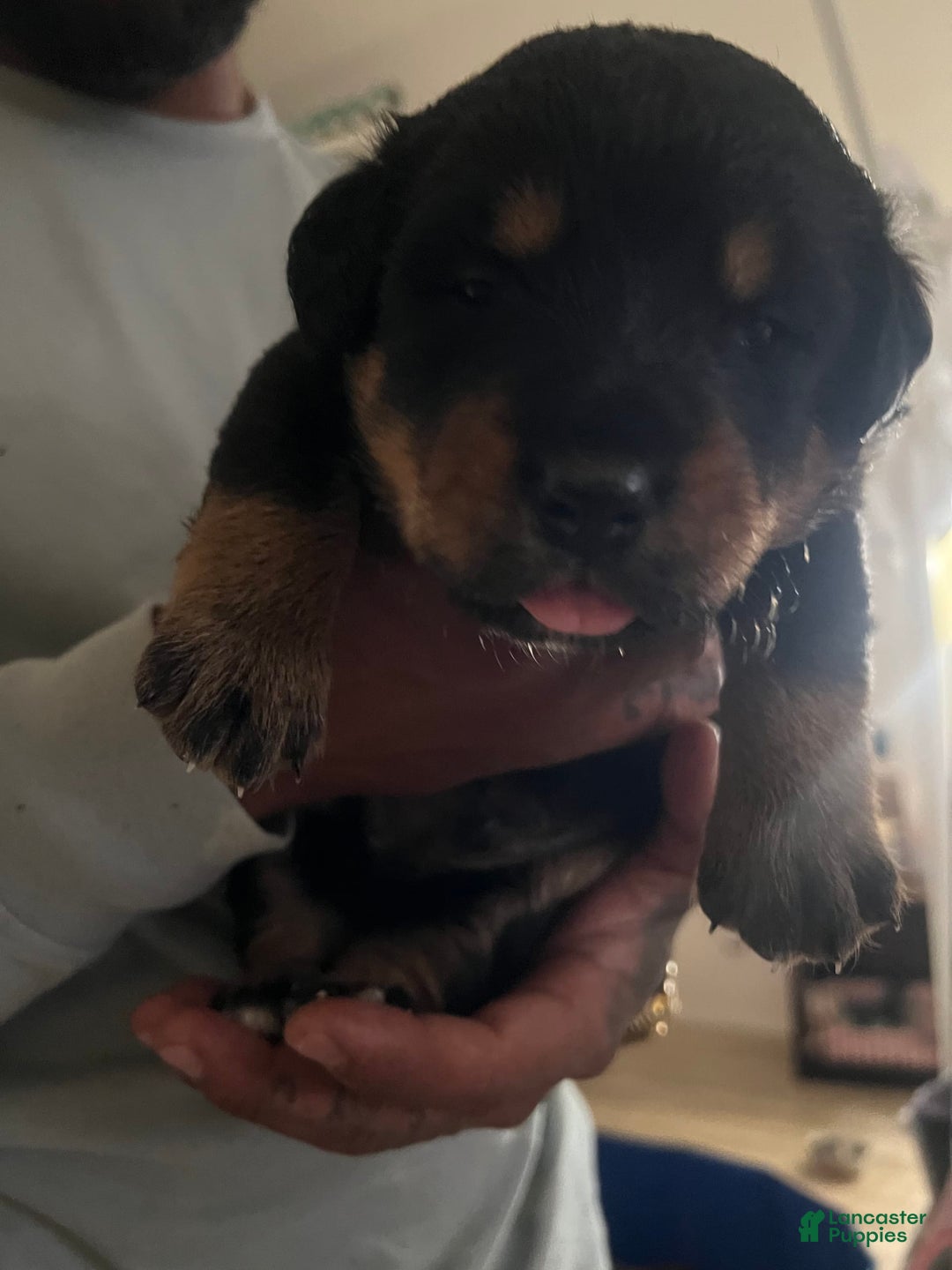 Bernese Mountain Dog dogs for sale: Champ - Image 4