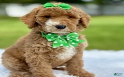 Goldendoodle dogs for sale: Dream - Image 8