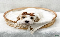 Cavapoo dogs for sale: Cavapoo 4 puppies - Image 16