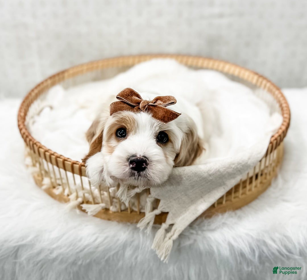 Cavapoo dogs for sale: Cavapoo 4 puppies - Image 16