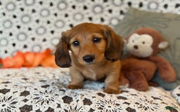 Miniature Dachshund dogs for sale: Buster - Image 14