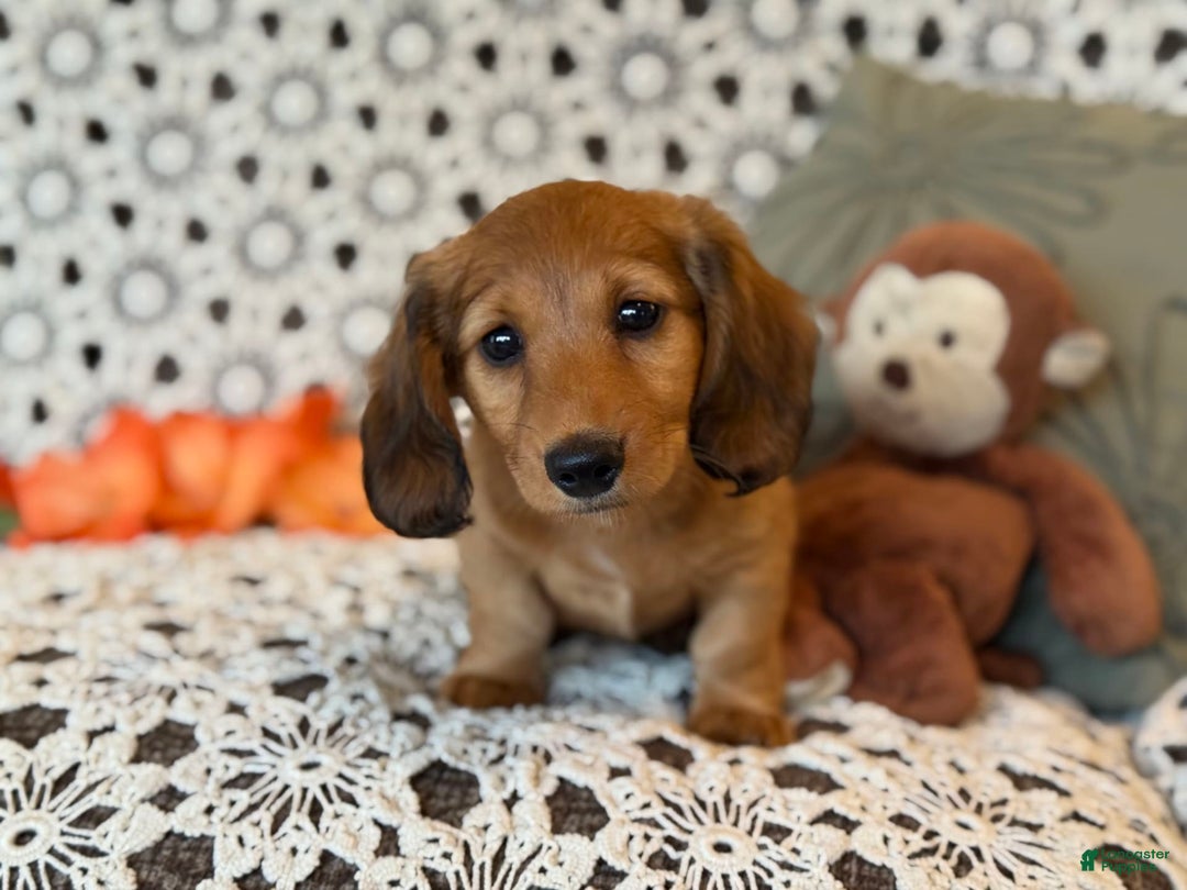 Miniature Dachshund dogs for sale: Buster - Image 14