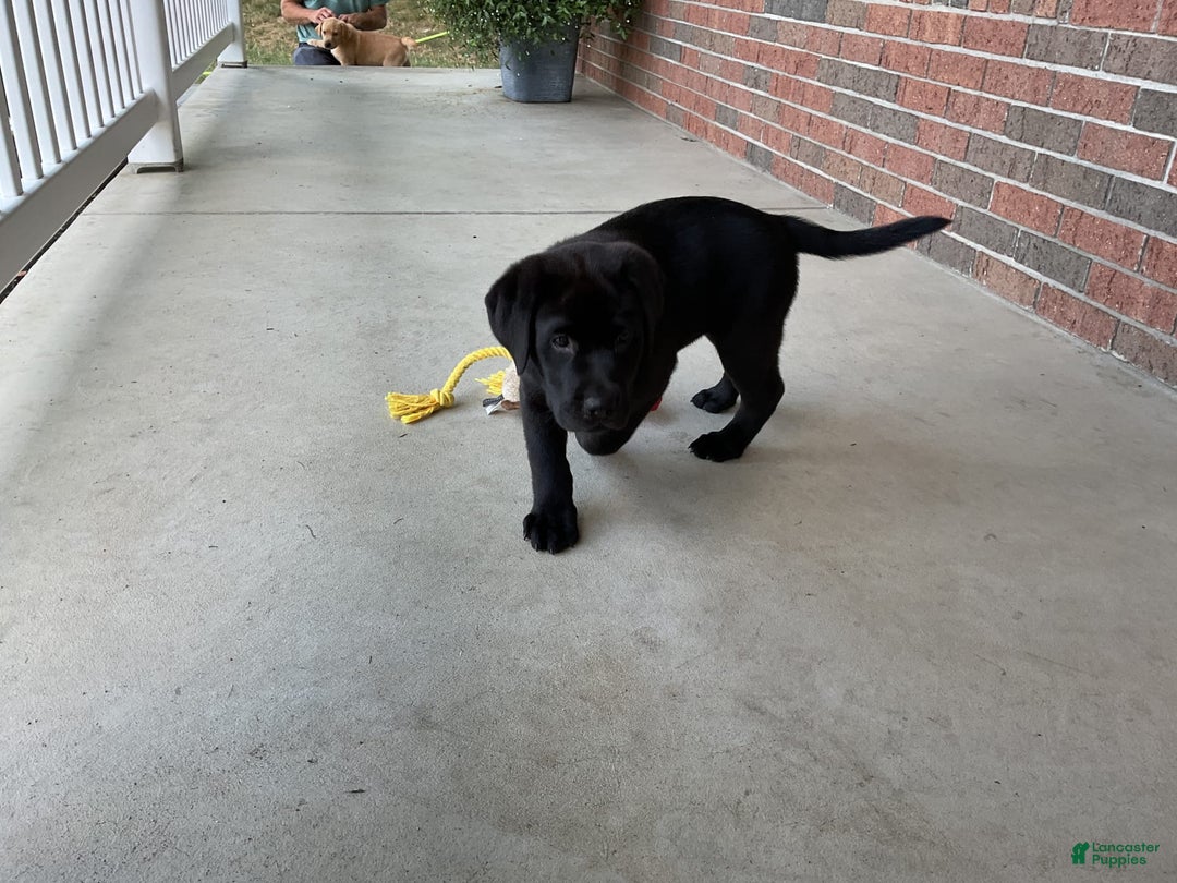 Labrador Retriever dogs for sale: Bella - Image 2