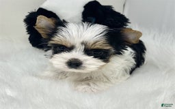 Biewer Terrier dogs for sale: Jilda Pocket/teacup - Image 1