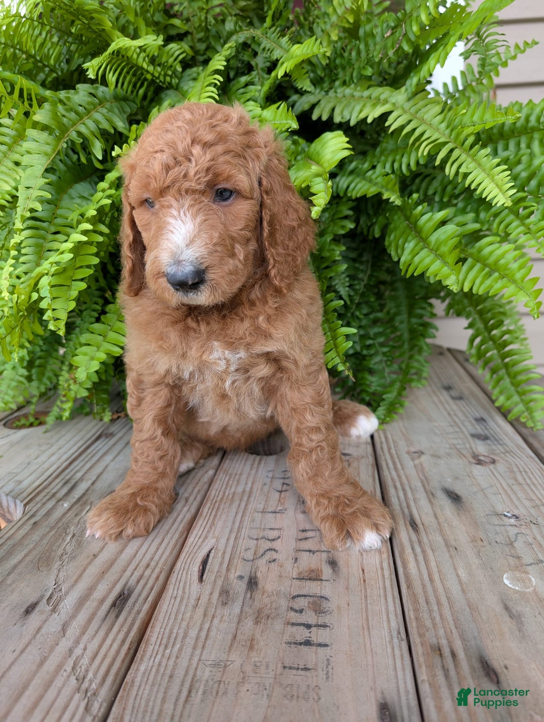 Goldendoodle dogs for sale: Asher - Image 5