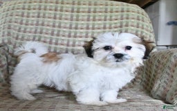 Teddy Bear dogs for sale: Bailey - Image 11