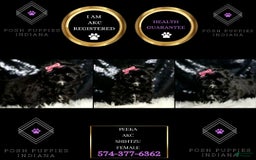 Shih Tzu dogs for sale: Peeka - Image 5