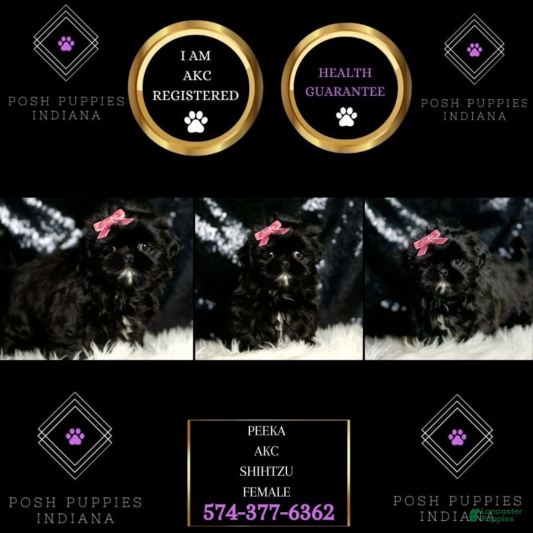 Shih Tzu dogs for sale: Peeka - Image 5