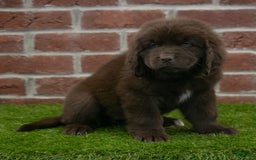 Newfoundland dogs for sale: Winnie - Image 2