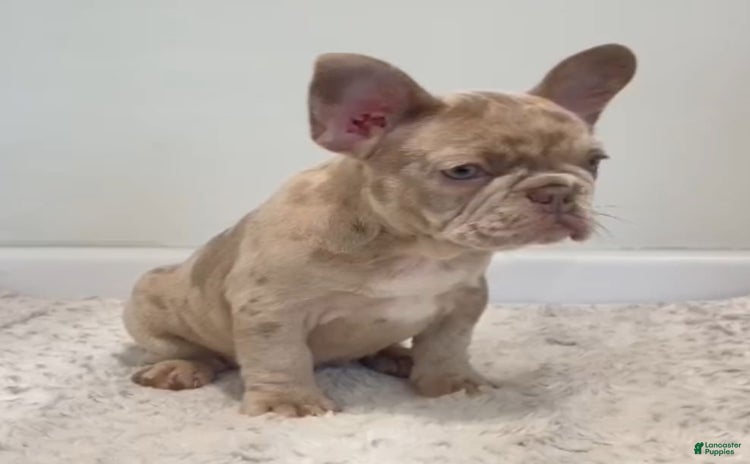 French Bulldog dogs for sale - Ad 4