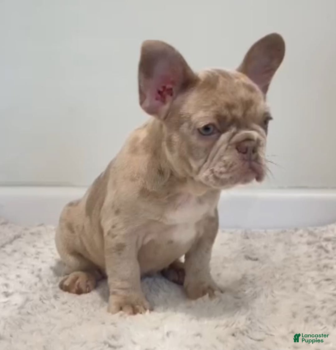 French Bulldog dogs for sale: Dorothy - Image 1