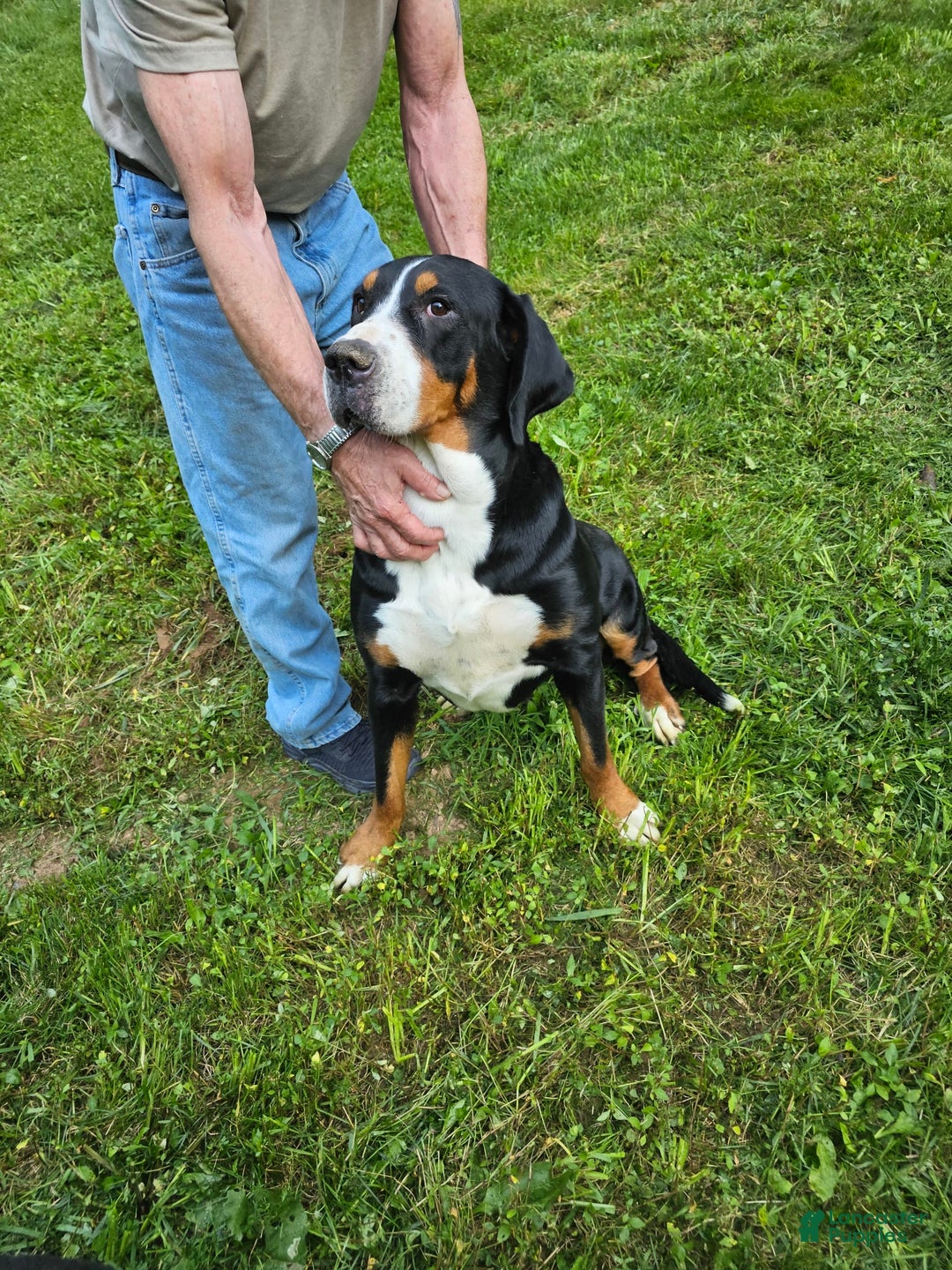 Greater Swiss Mountain Dog dogs for sale: Noel - Image 3