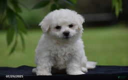 Bichon Frise dogs for sale: Teddie - Image 2