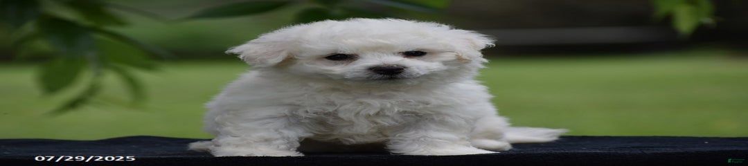 Teddie