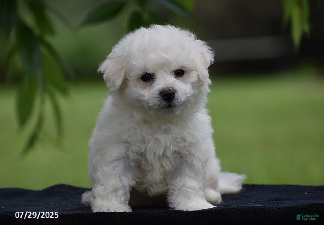 Bichon Frise dogs for sale: Teddie - Image 2
